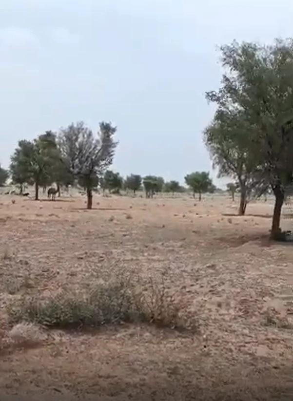 Gidani, Dudu, Rajasthan 303348, India