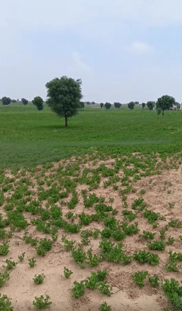 V6PP+27 Bhandana, Dausa, Rajasthan, India preview 3