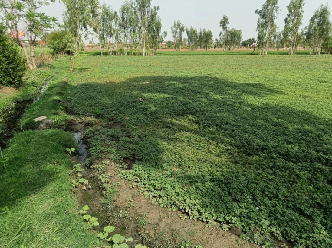 Gauhari, Uttar Pradesh 281401, India