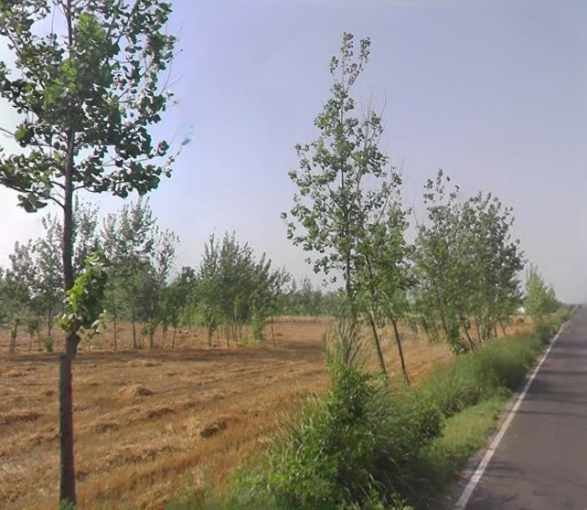 Mawana, Uttar Pradesh, India