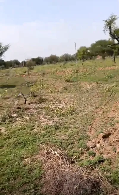 CVH5+MG6, Hathora, Rajasthan, India preview 2