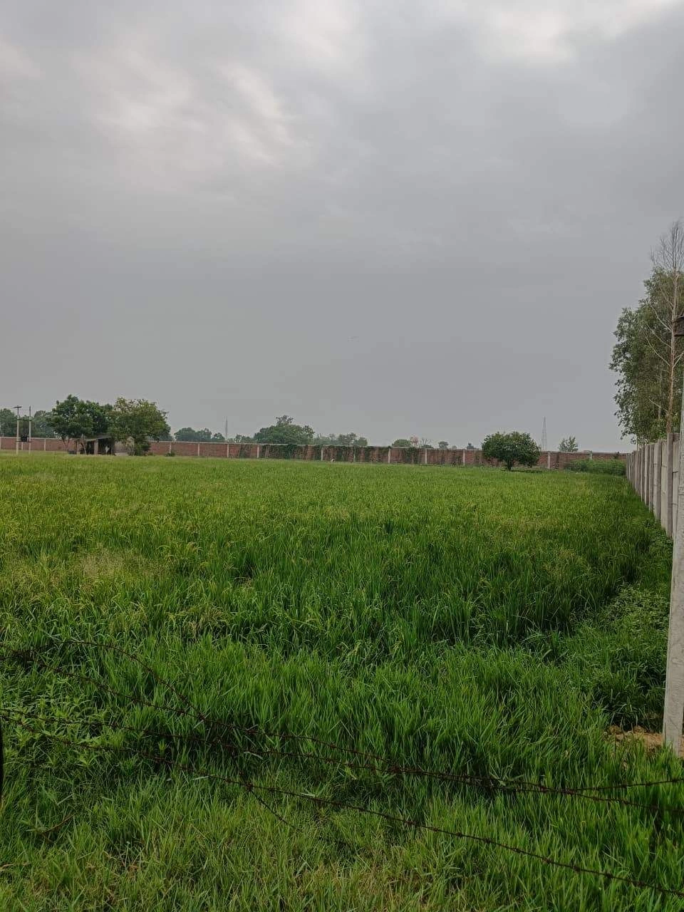 Adampur, Uttar Pradesh, India