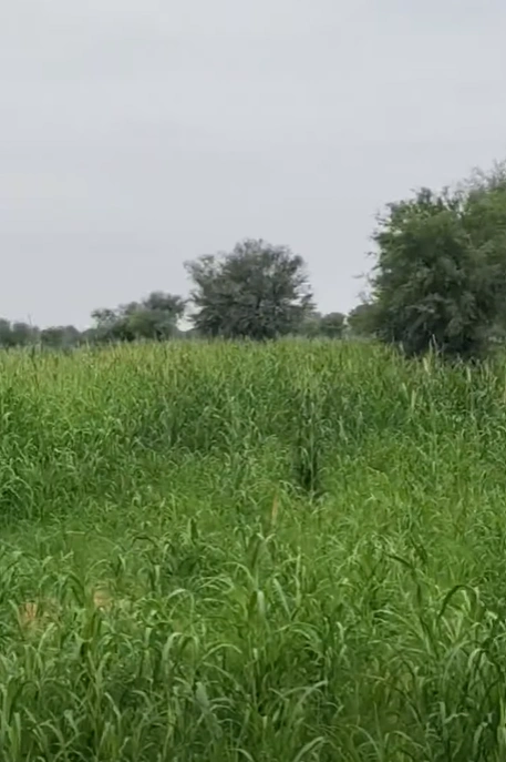 Suratgarh - Bikaner Rd, Sri Ganganagar, Piperan, 2 Ppn, Rajasthan 335804, India