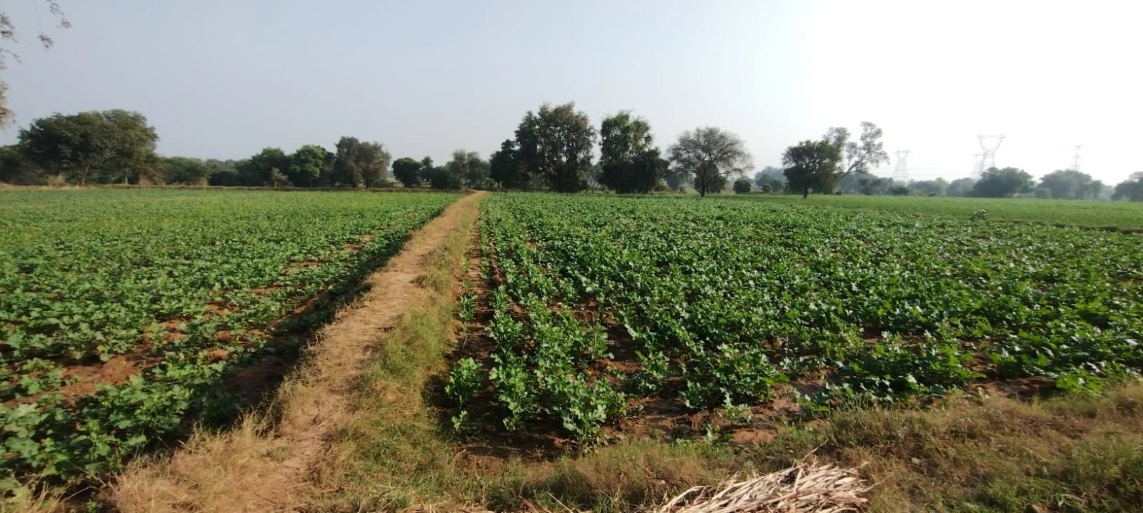 Lehra, Punjab, India