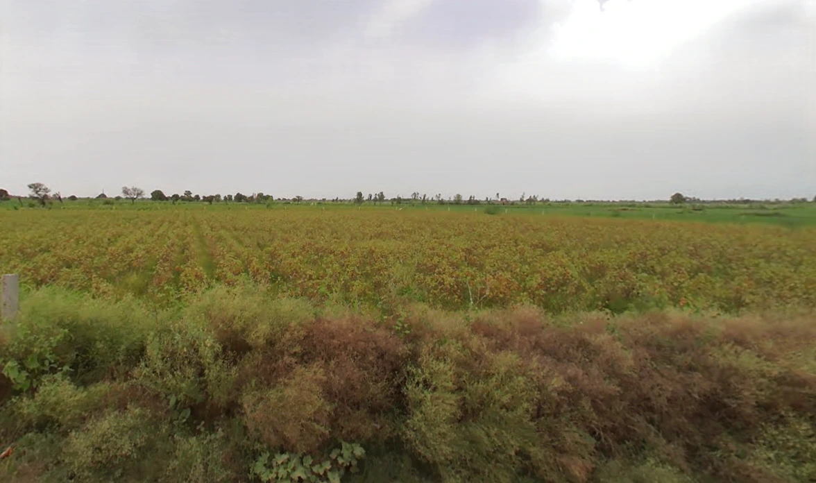 Bigowa, Haryana 127307, India