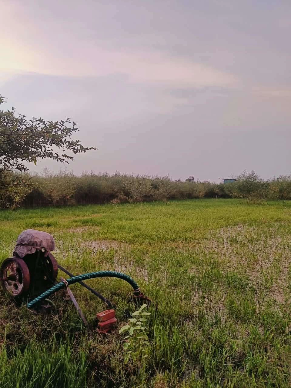 Baraka, Mathura, Uttar Pradesh, India