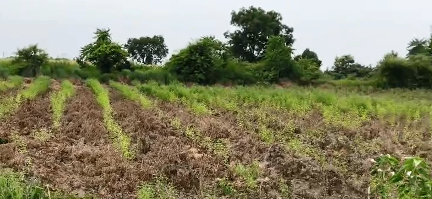 FQ2W+F97, Vikarabad, Barwad, Telangana 501106, India