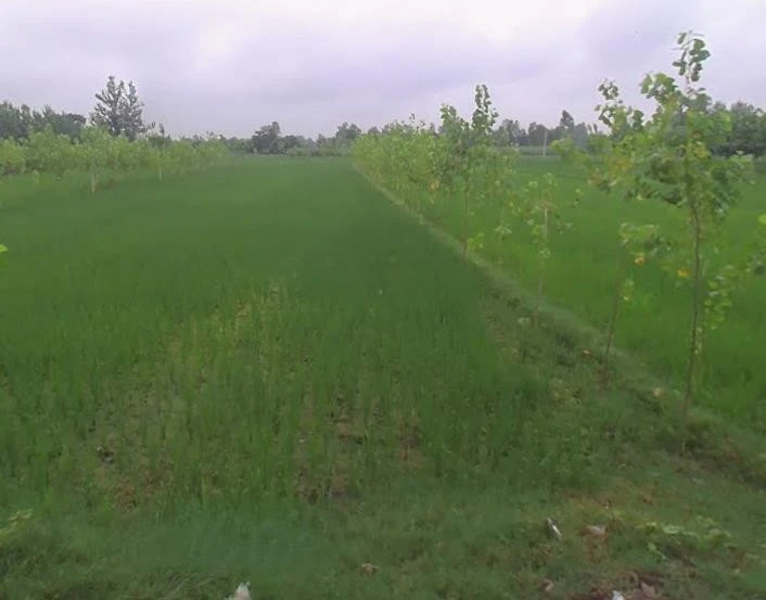 Budhana - Muzaffarnagar Rd, Muzaffarnagar, Uttar Pradesh, India