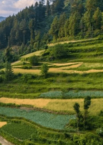 NH 707, Sirmaur, Shillai, Himachal Pradesh 173027, India