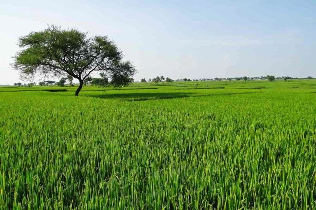 Gijrauli, Hathras, Uttar Pradesh 204101, India