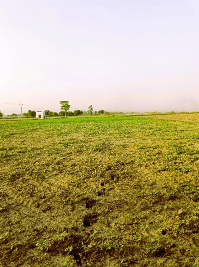 2MRC+GR Sardarpura, Rajasthan, India preview 2