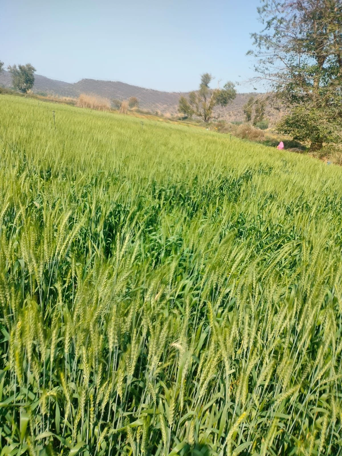 Parisal, Alwar, Alwar, Rajasthan, India