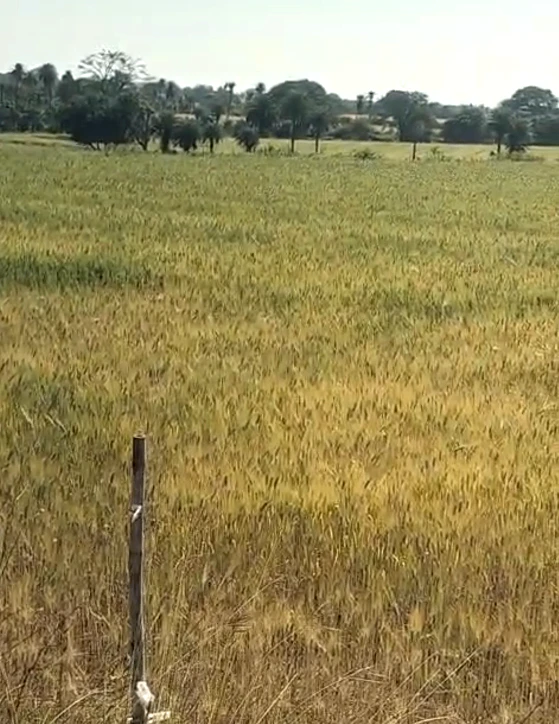 Rattangarh, Punjab 148028, India