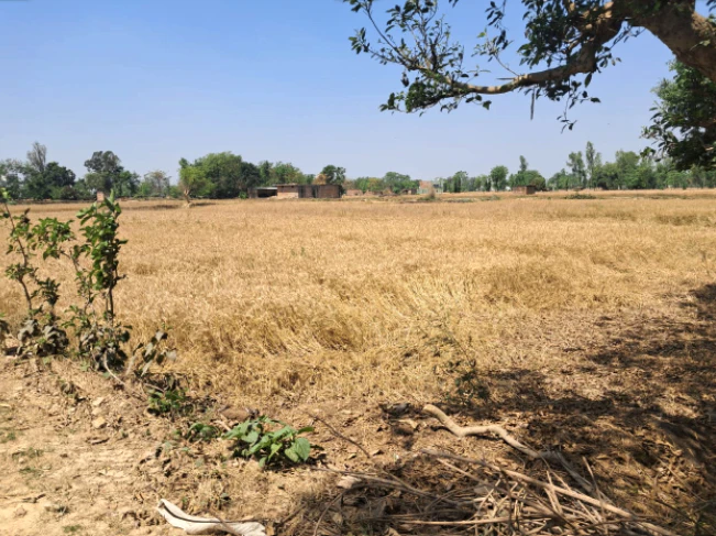 Morinda - Chunni Rd, Bhateri, Punjab, India