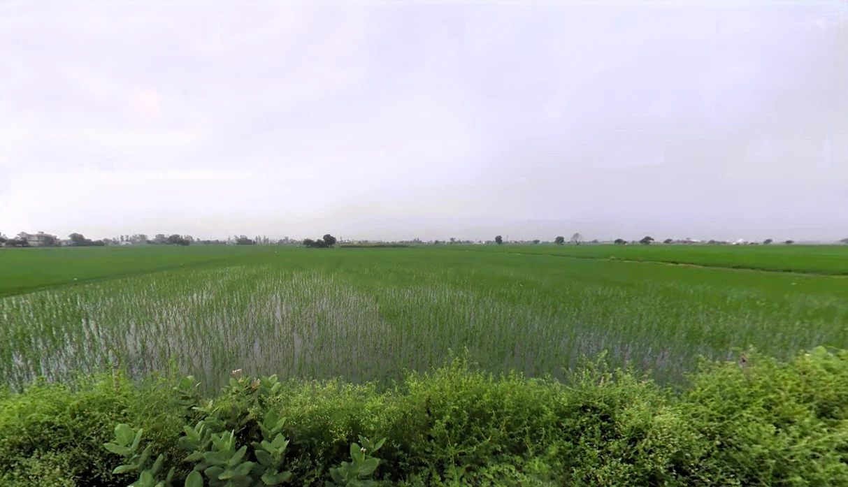 Assandh, Haryana 132039, India