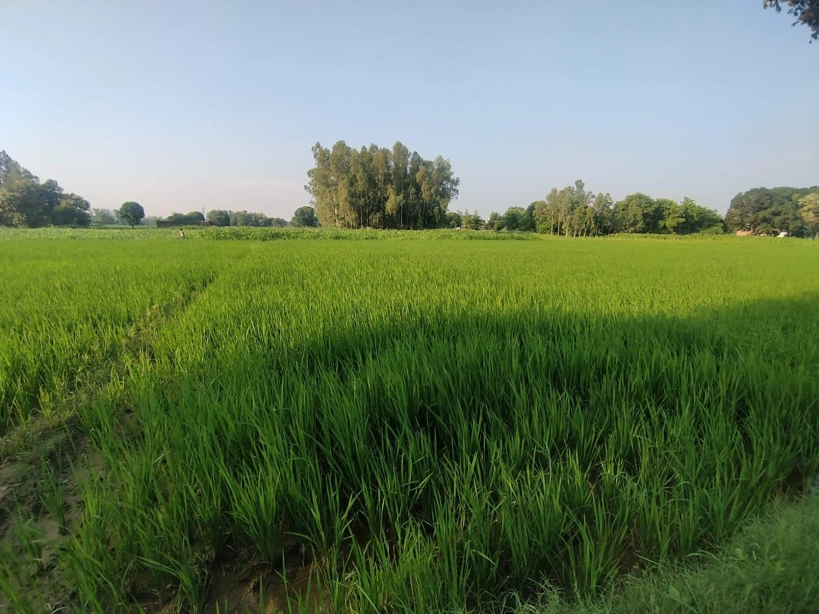 Pilibhit, Uttar Pradesh 262001, India