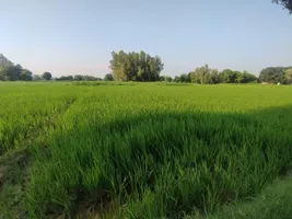 Pilibhit, Uttar Pradesh 262001, India preview 3