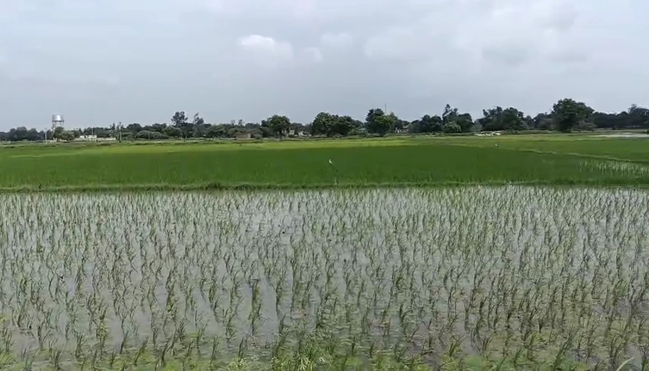 Tikar Deeh, Kaushambi, Uttar Pradesh 212201, India