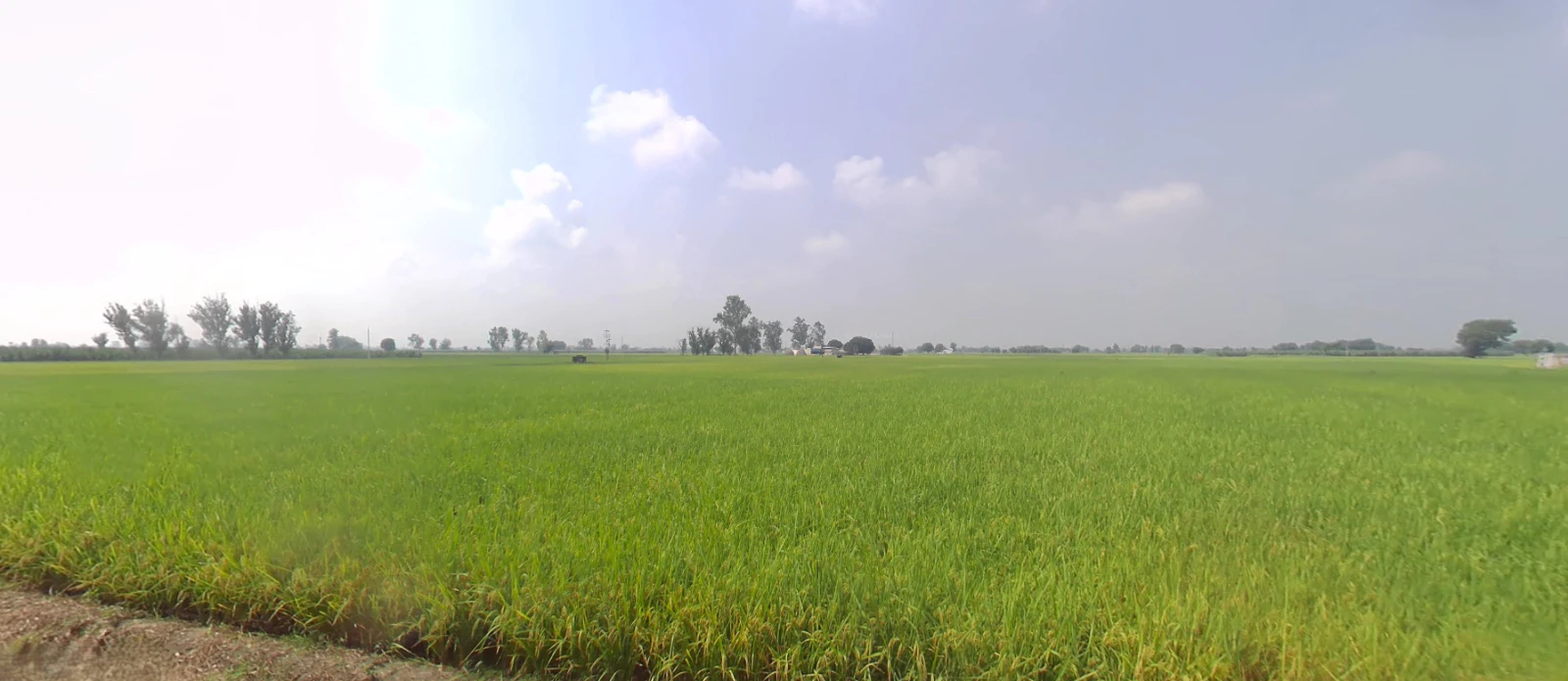 Bazpur, Uttarakhand 262401, India