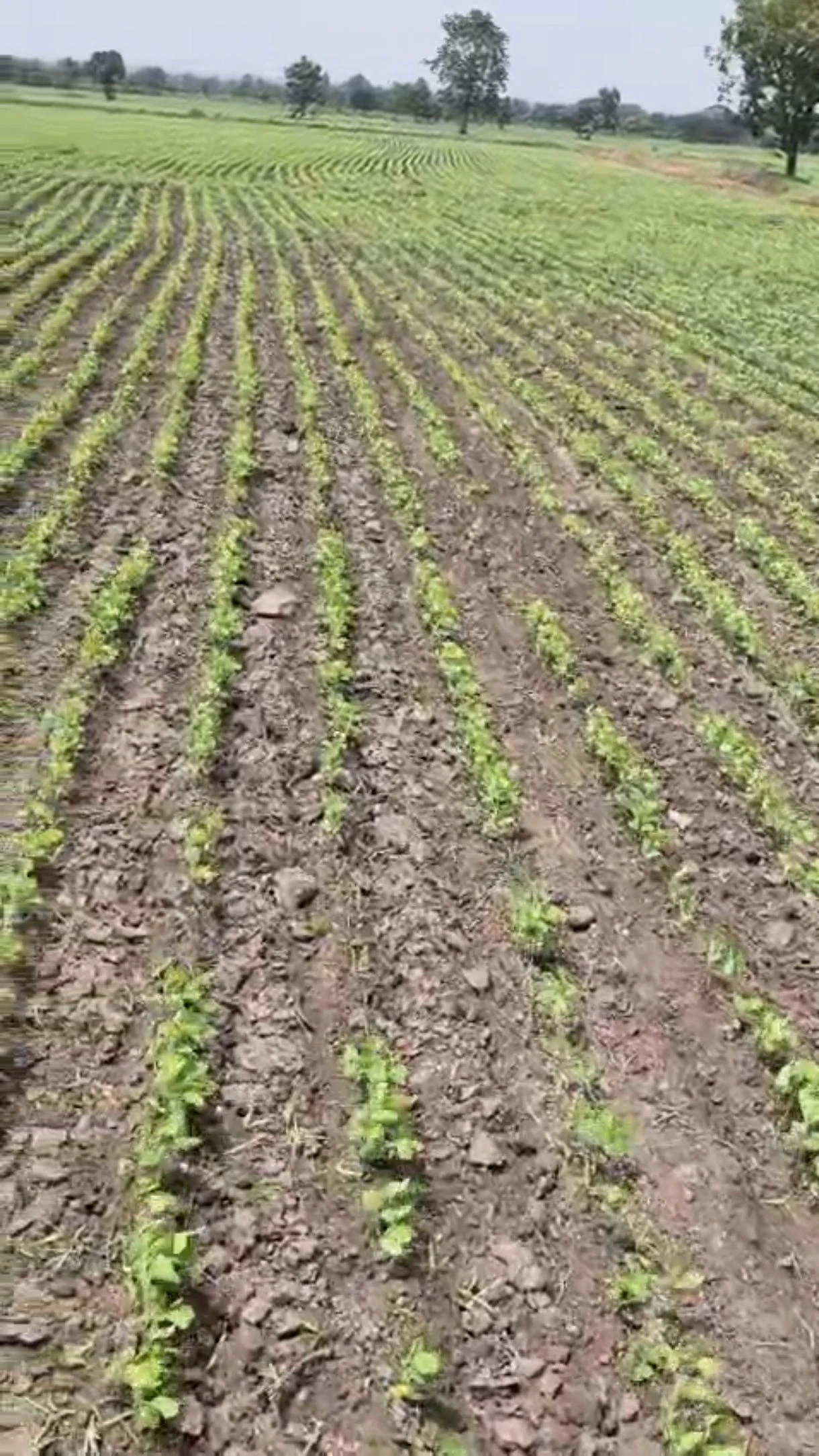 Shajapur, Madhya Pradesh 465001, India