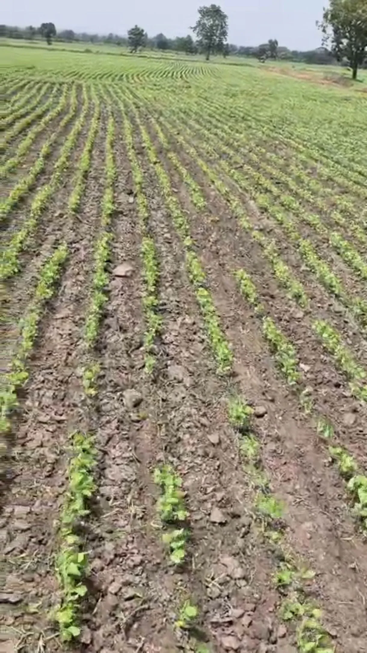 Shajapur, Madhya Pradesh 465001, India
