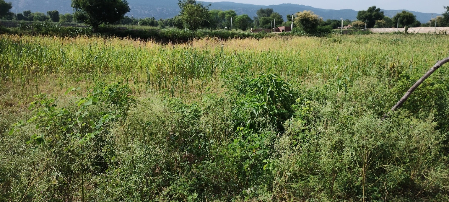 Dadhikar, Rajasthan 301001, India