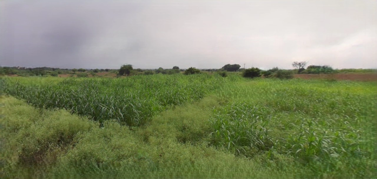 Sri Ganganagar, Rajasthan, India