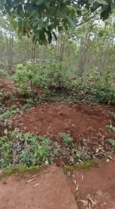 CV7V+P4 Yerravally, Vikarabad, Telangana, India - Photo 3
