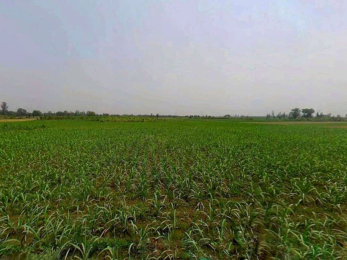 Sardhana, Uttar Pradesh 250342, India