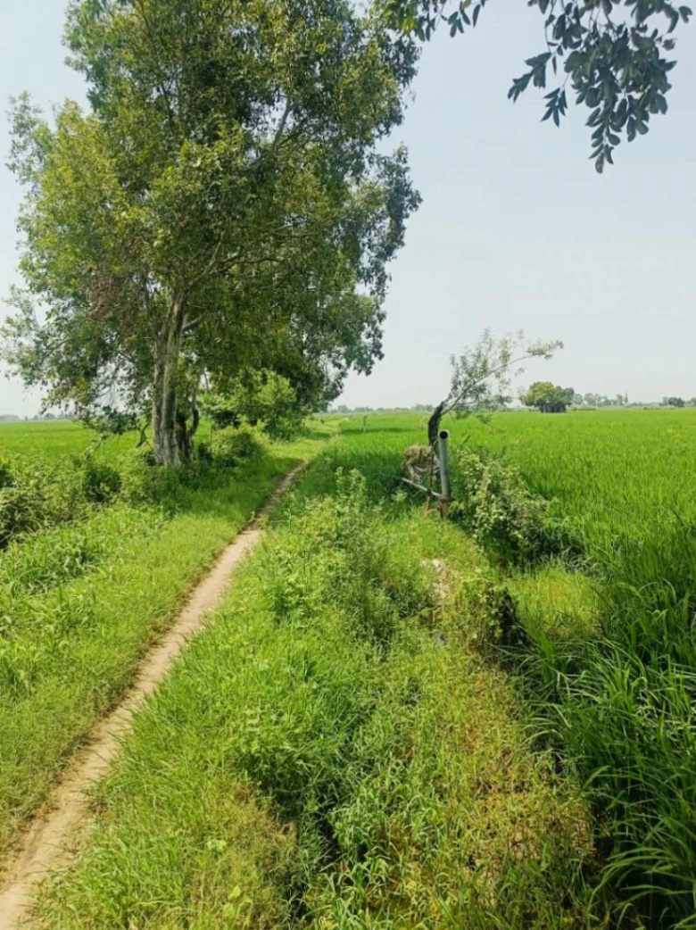 Bhudri, Mathura, Uttar Pradesh 281206, India - Photo 1