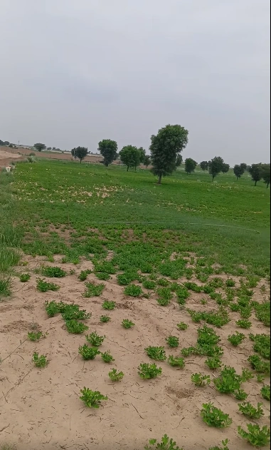 V6PP+27 Bhandana, Dausa, Rajasthan, India
