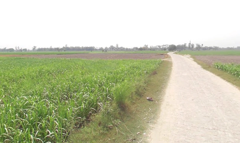 Alam Bhagwantpur, Uttar Pradesh 245205, India