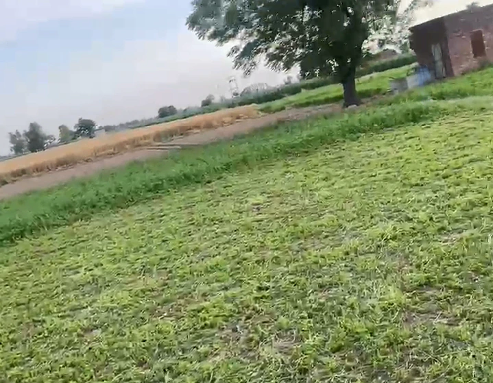 Jandiala Guru, Punjab 143115, India