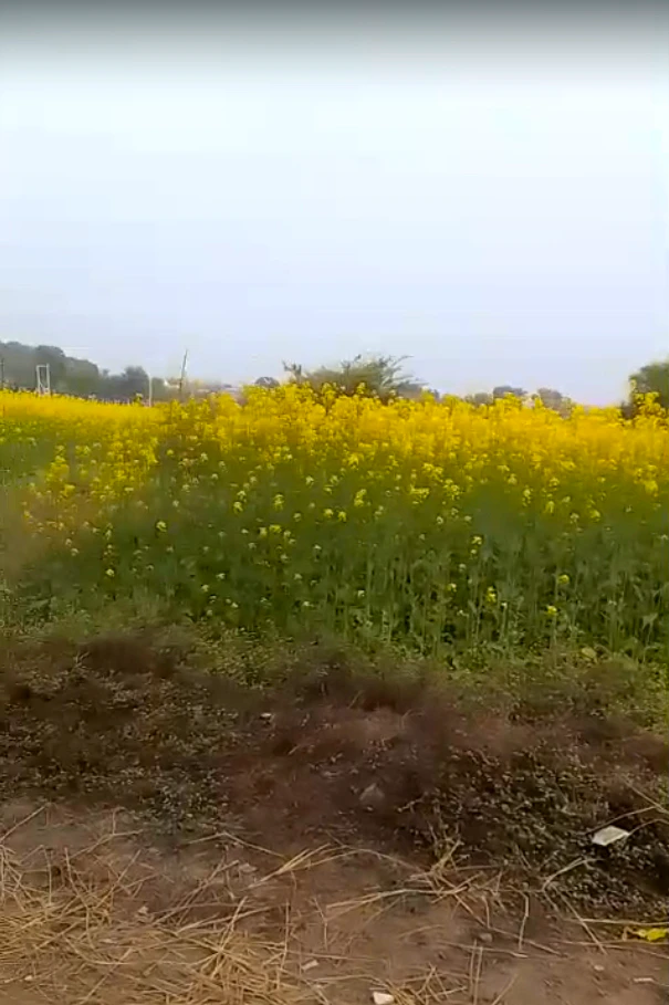 5Q45+P8W, Rewa Rd, Prayagraj, Patel Nagar, Uttar Pradesh 212106, India