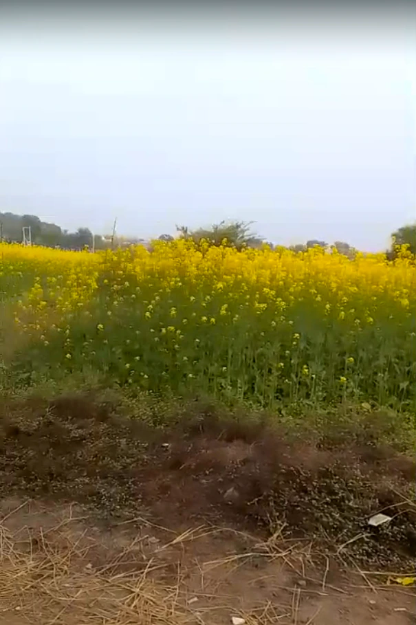 5Q45+P8W, Rewa Rd, Prayagraj, Patel Nagar, Uttar Pradesh 212106, India