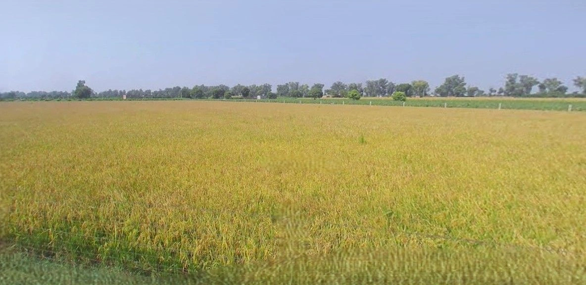 Barnagar, Madhya Pradesh 456771, India