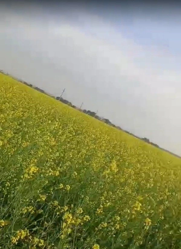 6WVV+74 Naharbari, Rajasthan, India