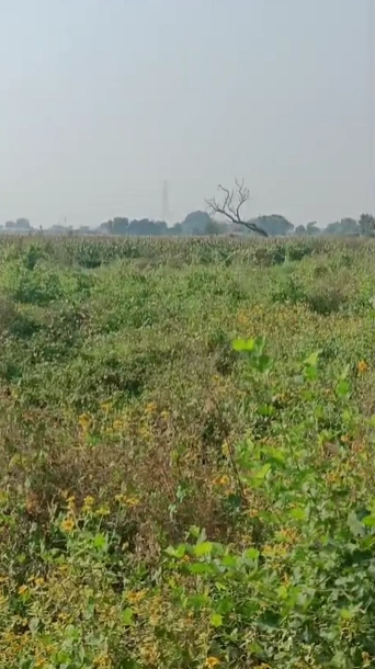 R4W9+8J7, Aligarh, Kamalpur, Uttar Pradesh 202002, India