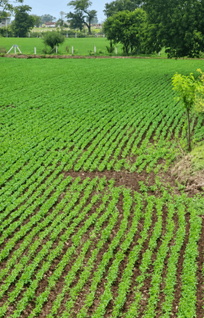 Chandwa, Latehar, Jharkhand 829203, India - Photo 2