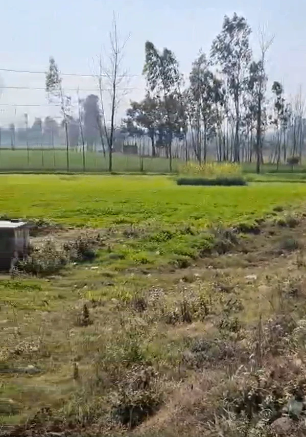 Kolki, Saharanpur, Uttar Pradesh, India