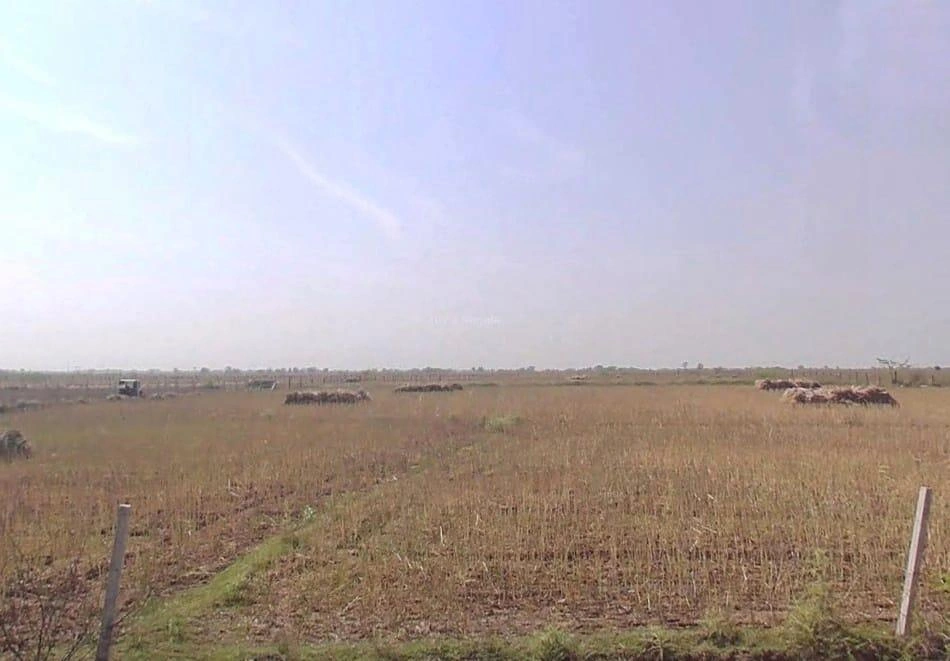 3VCF+VG Ghas, Rajasthan, India