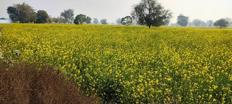 Barodameo, Rajasthan 301021, India preview 3