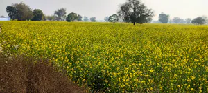 Barodameo, Rajasthan 301021, India preview 3