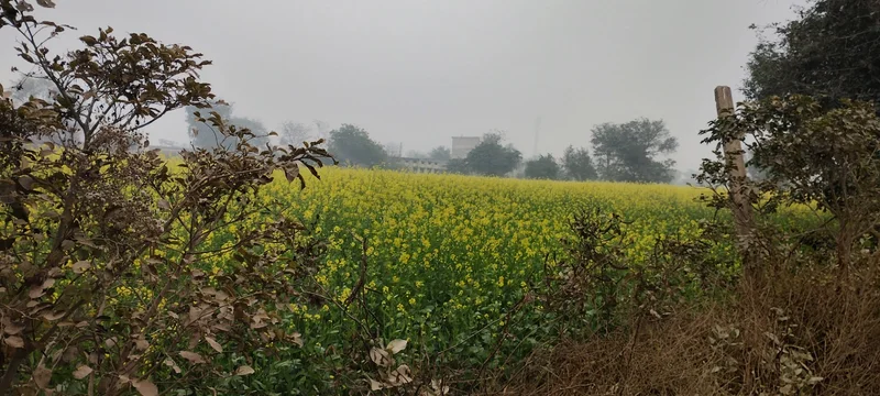 Jalooki, Rajasthan, India preview 2