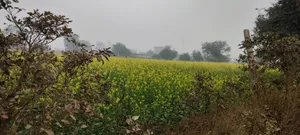 Jalooki, Rajasthan, India preview 2