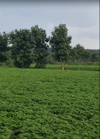 Dumaheda, Ratlam, Madhya Pradesh, India preview 3