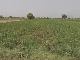 Khirwa Rd, Nangla Tashi, Meerut, Uttar Pradesh, India preview 3