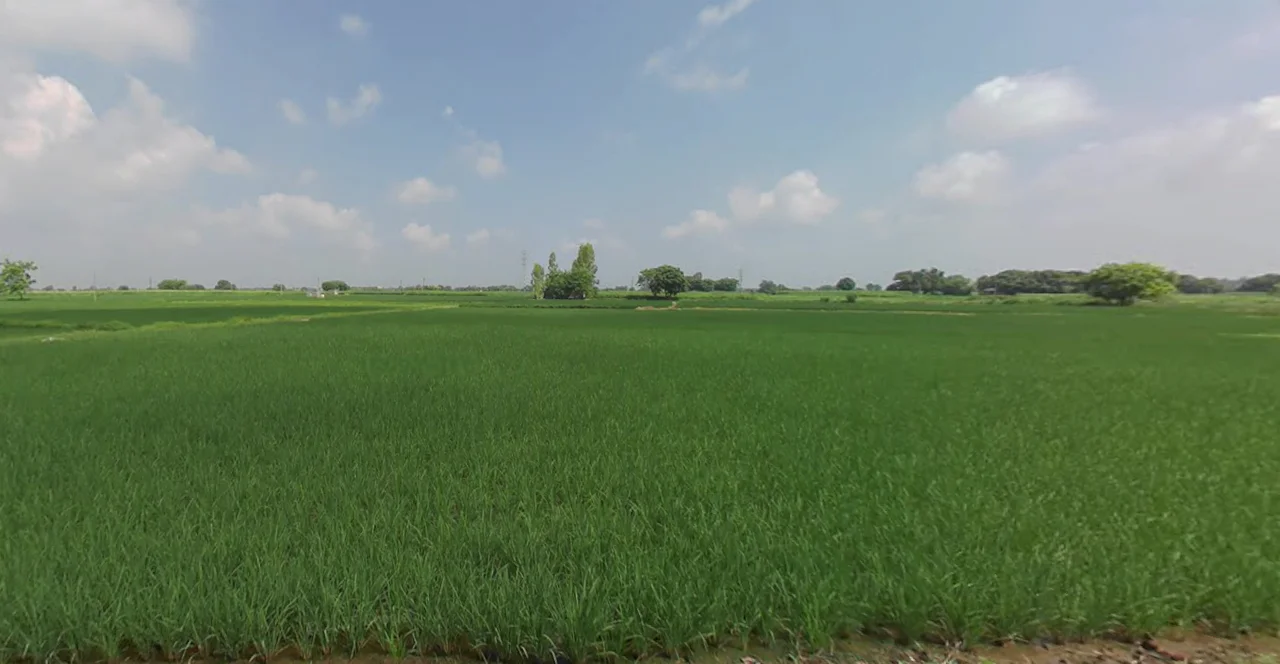 Bela, Punjab 140111, India preview 3