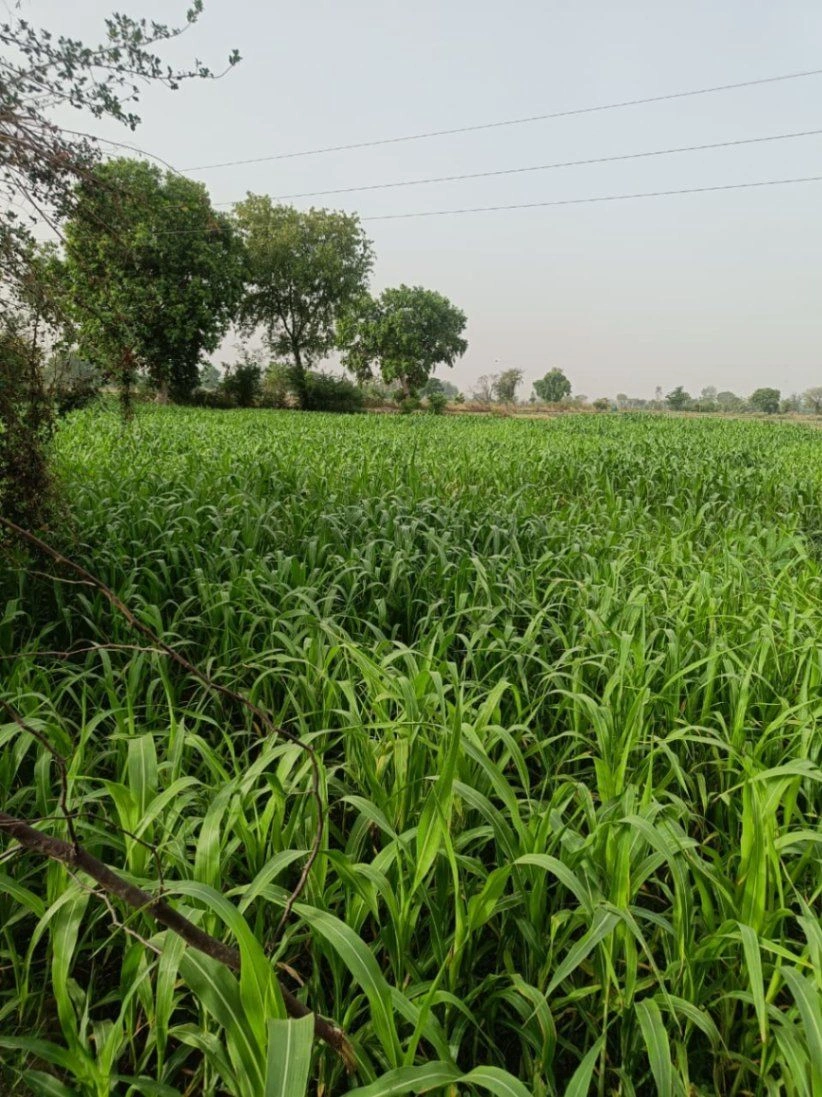 Aou, Rajasthan, India
