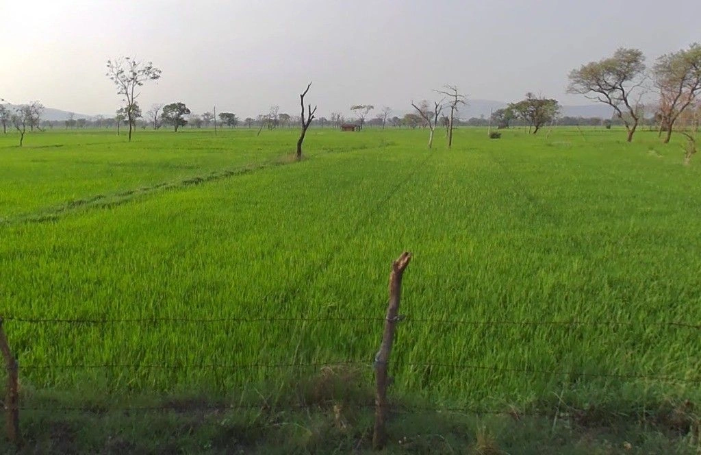 Pachpedi, Chhattisgarh, India preview 3